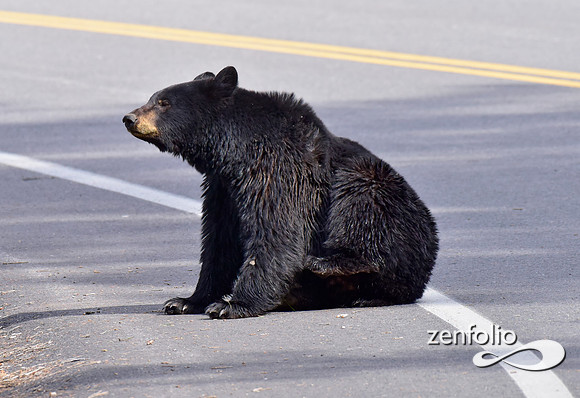 black bear with cinamon cubs (23)