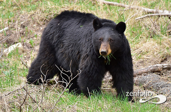 black bear (5)