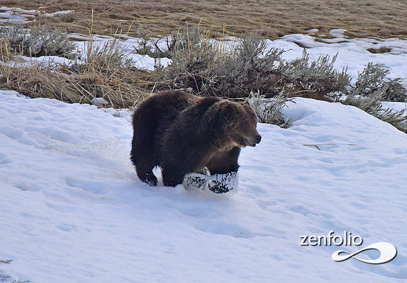 large grizzly at blacktail lakes (4)