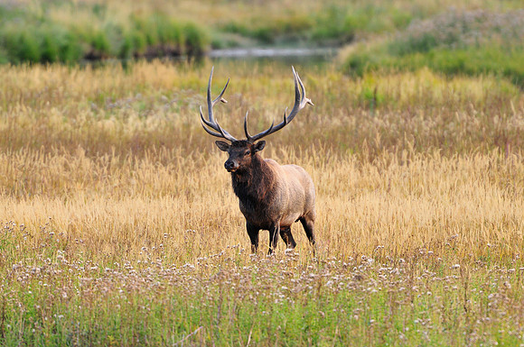 elk