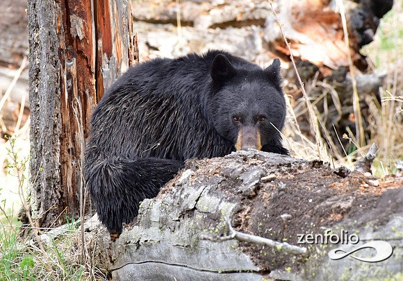 black bear with cinamon cubs (26)