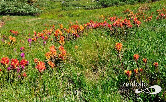 sierra wildflowers