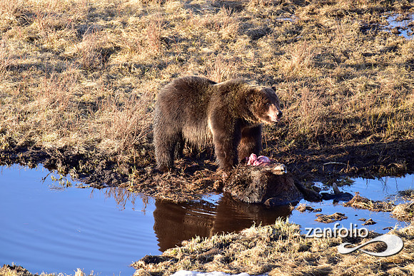 grizzly bear (63)