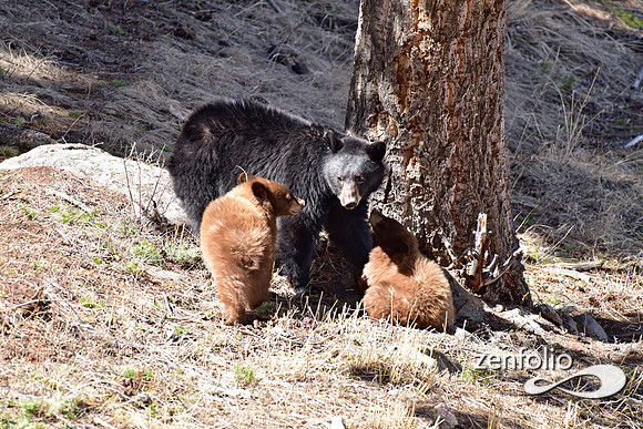 black bear with cubs (40)