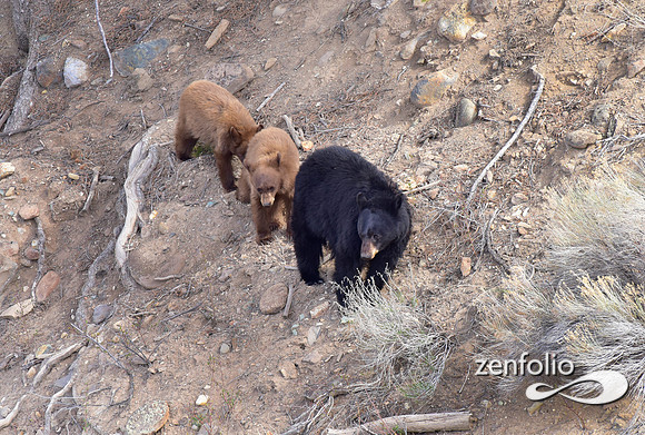 black bear with cubs (25)
