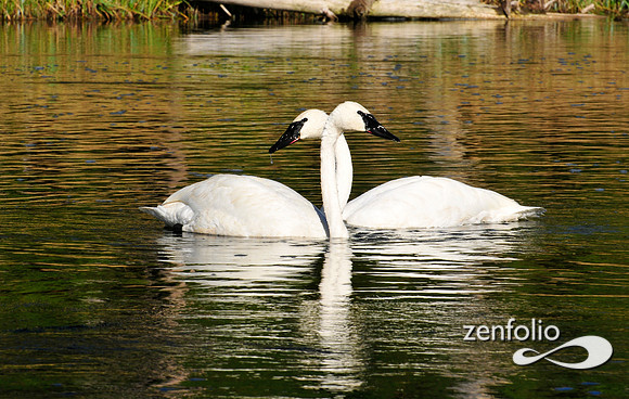 swans