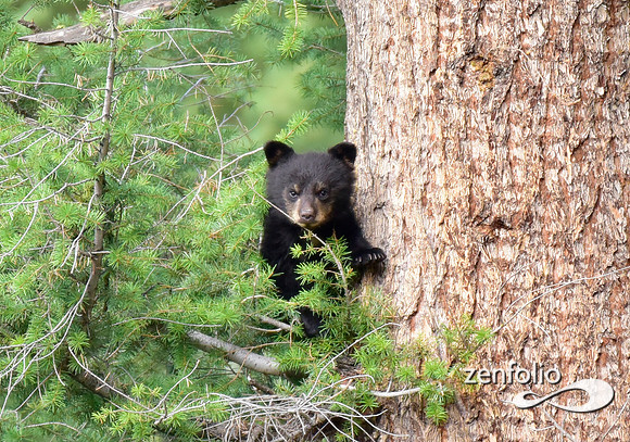 black bear cub (5)