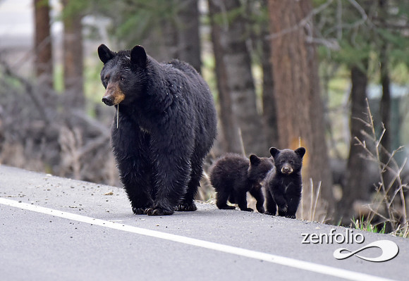 black bear with cubs (3)