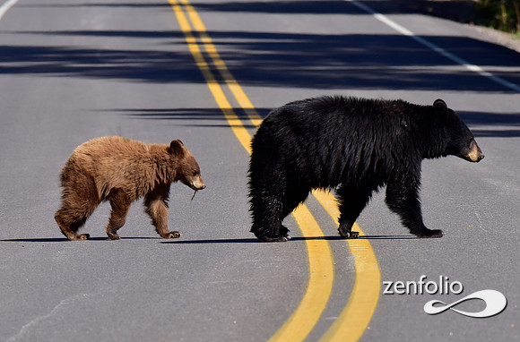 black bear with cinamon cubs (9)