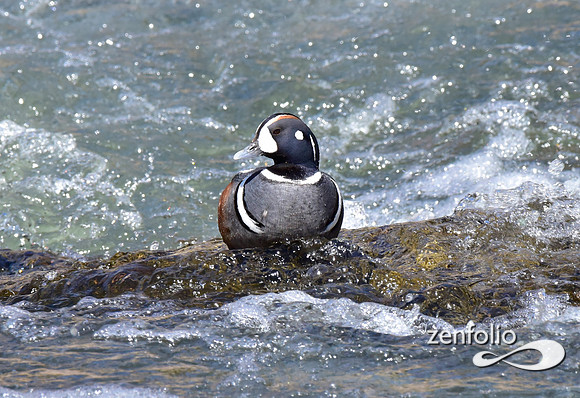 harlequin ducks.