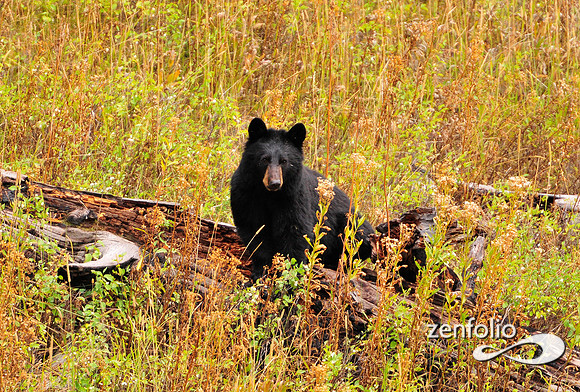 bear