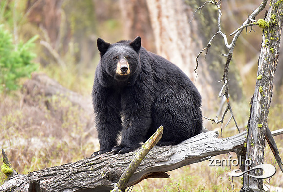 black bear (9)