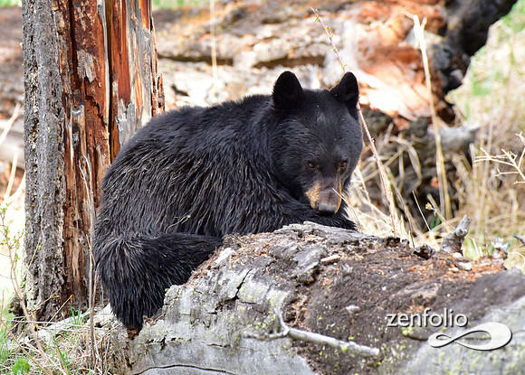black bear with cinamon cubs (27)