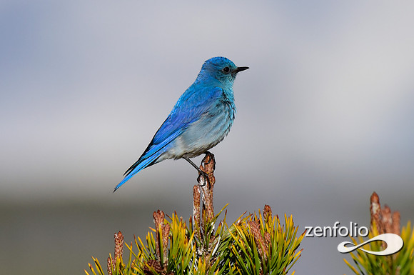 mtn bluebird (3)