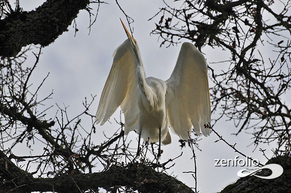 egrett