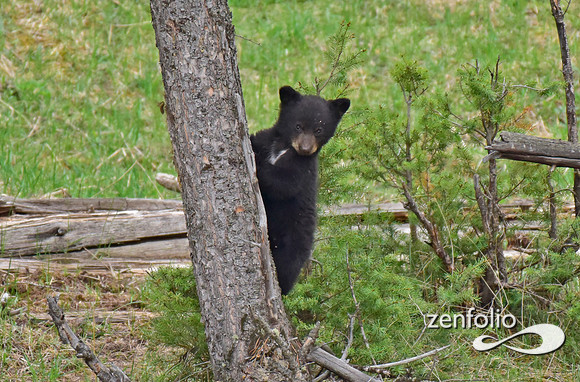 black bear cub (6)