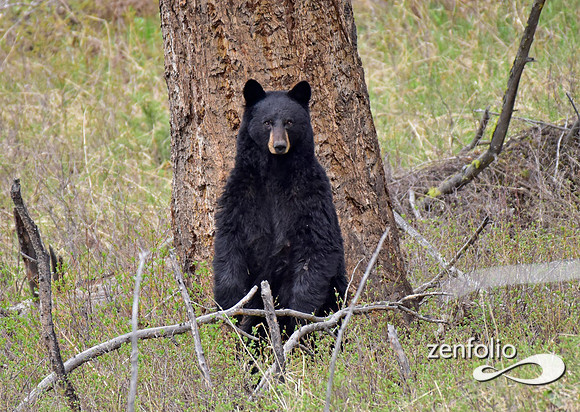 black bear (5)