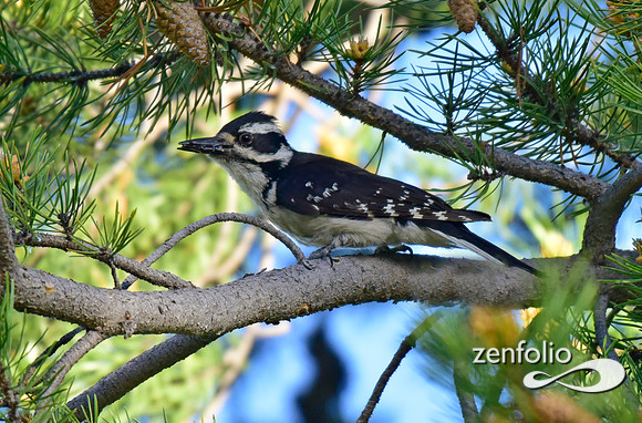 hairy woodpecker (4)
