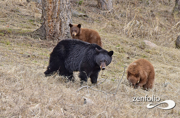 black bear with cubs (57)