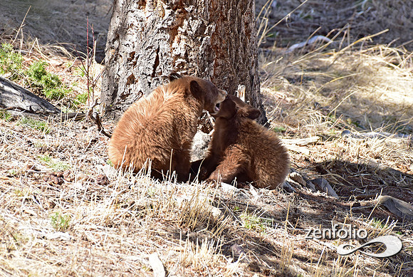 black bear with cubs (21)