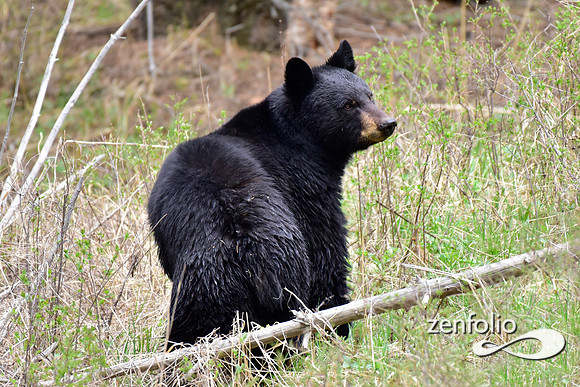 black bear (1)