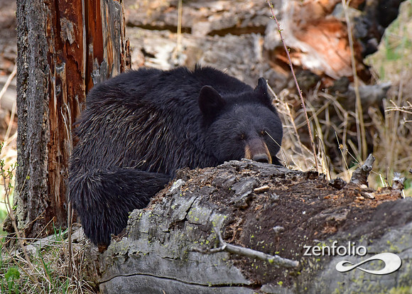 black bear with cinamon cubs (30)