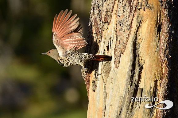northern flicker taking flight. (11)