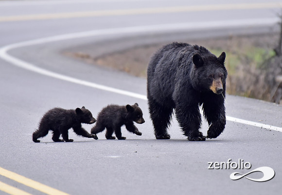 black bear with cubs (1)