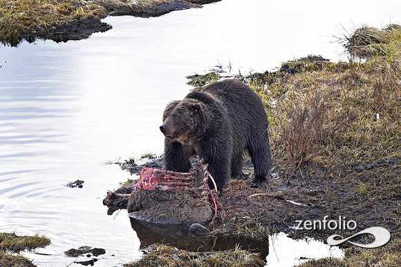 large grizzly at blacktail lakes (9)