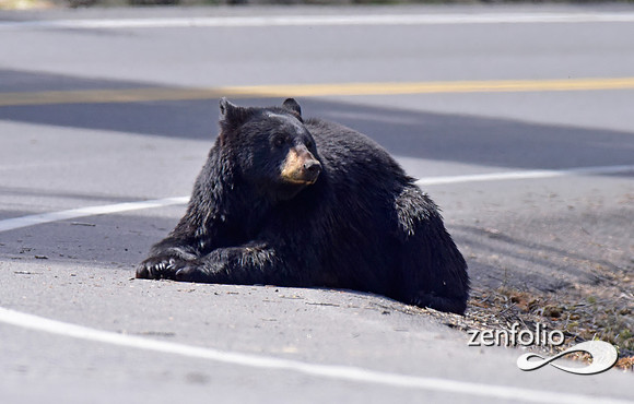 black bear with cinamon cubs (17)