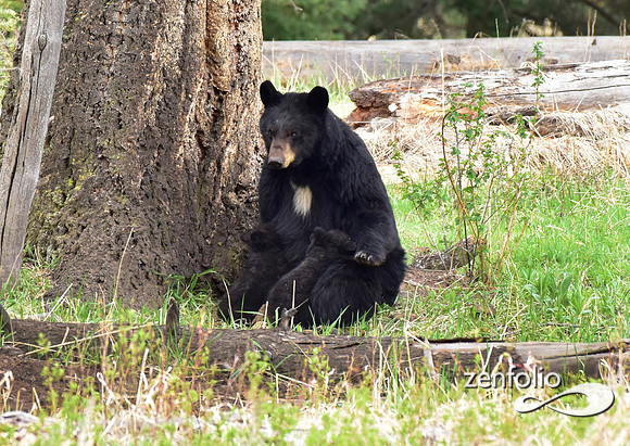 bear nursing her cubs (3)