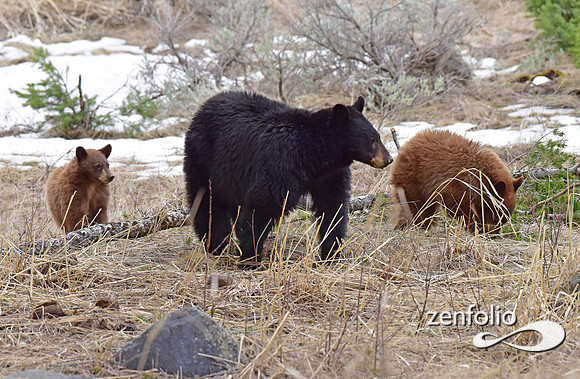 black bear with cubs (53)