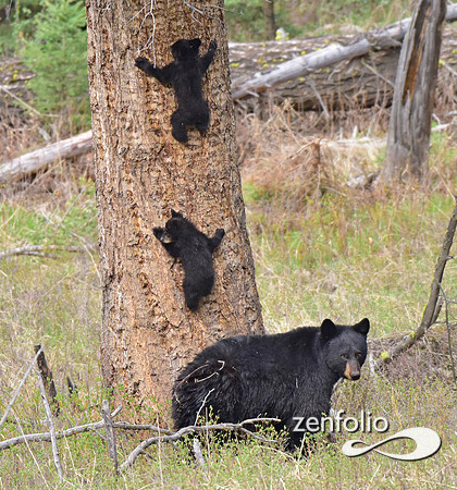 black bear with cubs (5)