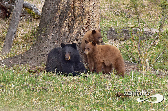 black bear and cubs (5)