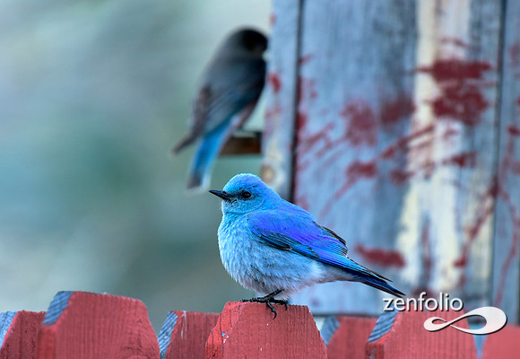 blue bird (2)