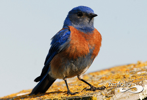 male bluebird 2007