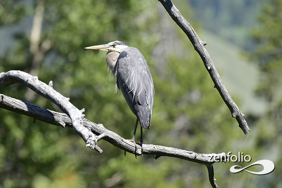 pirched heron (2)