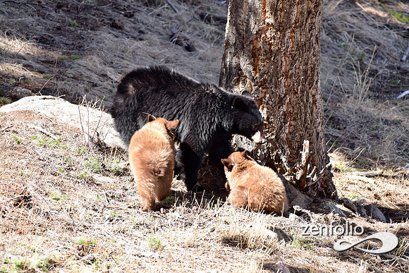 black bear with cubs (39)