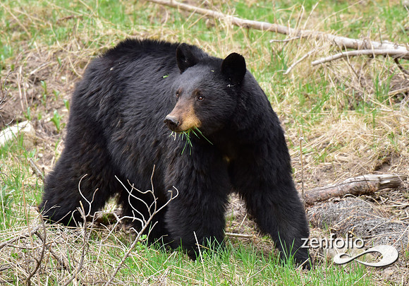 black bear (3)