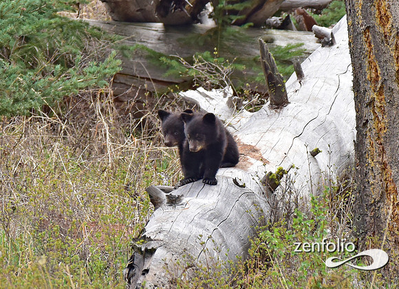 bear cubs (3)