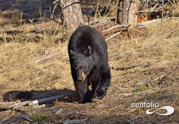 black bear (2)