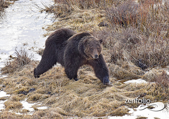 large grizzly at blacktail lakes (5)