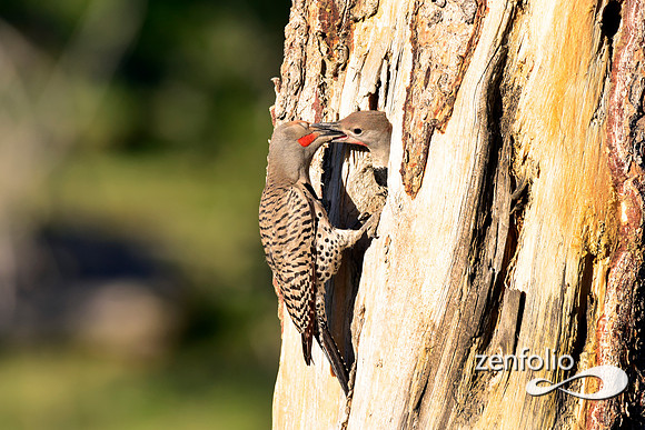 northern flickers (7)