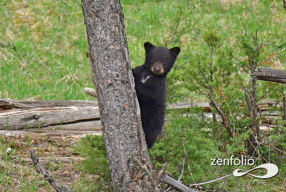 black bear cub (1)