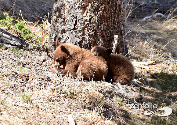 black bear with cubs (28)