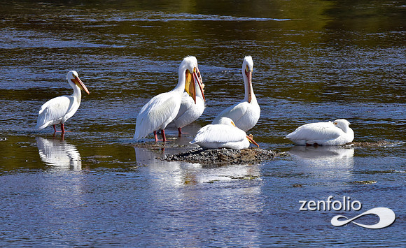 white pelicans (1)
