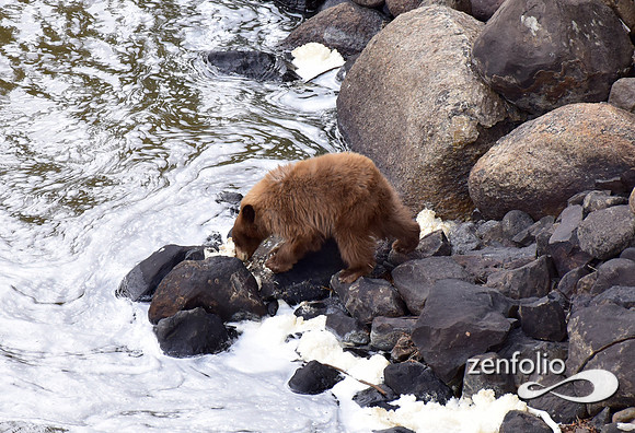 black bear with cubs (12)