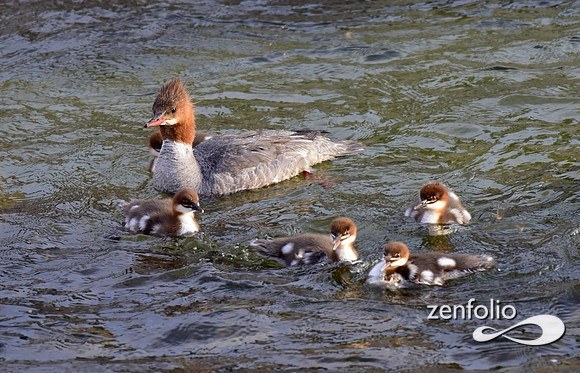mergansers (8)