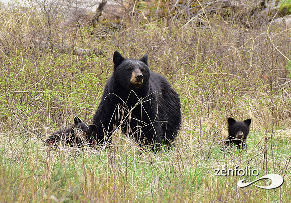 black bear with cubs (9)