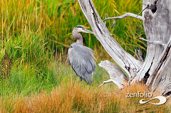 heron